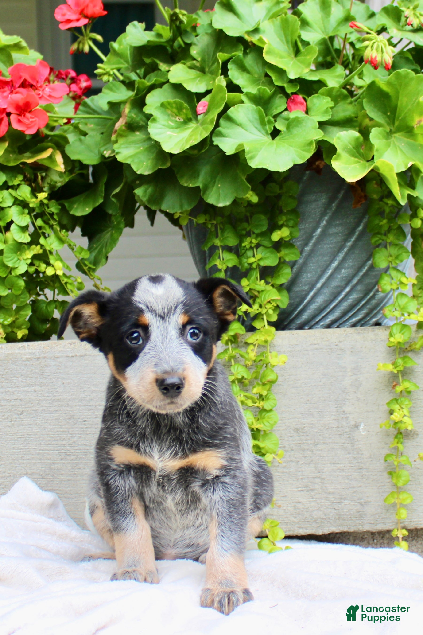 Australian Cattle Dog dogs Chloe - Ad 2