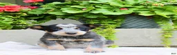 Australian Cattle Dog dogs for sale: Chloe - Ad 2
