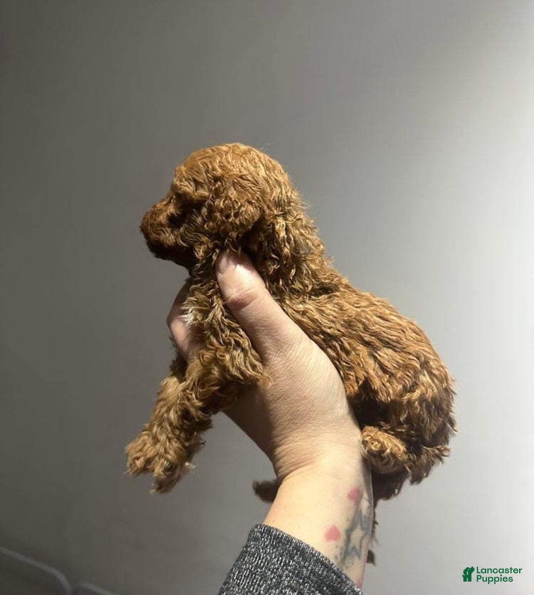 Toy Poodle dogs for sale: Lucia - Ad 3