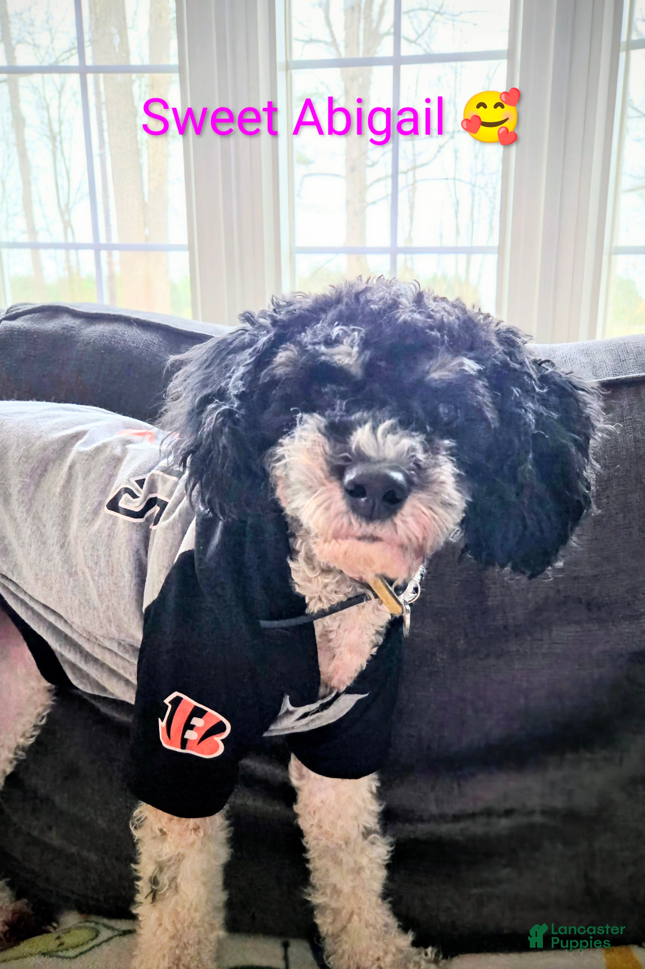 Mini Bernedoodle dogs Mini Bernedoodle Puppy 1 - Ad 2