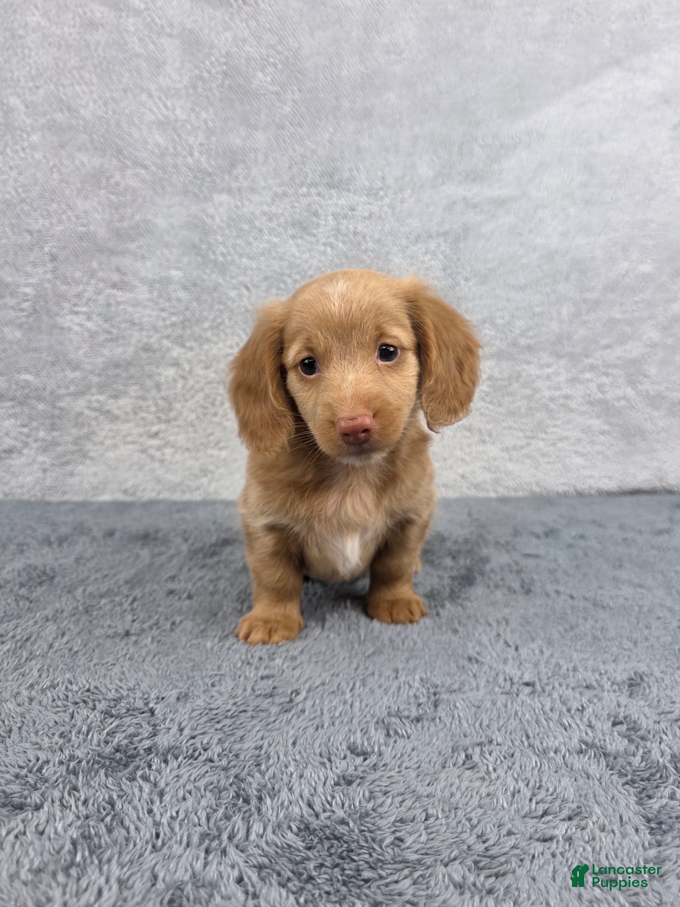 Miniature Dachshund dogs Hazel - Ad 1
