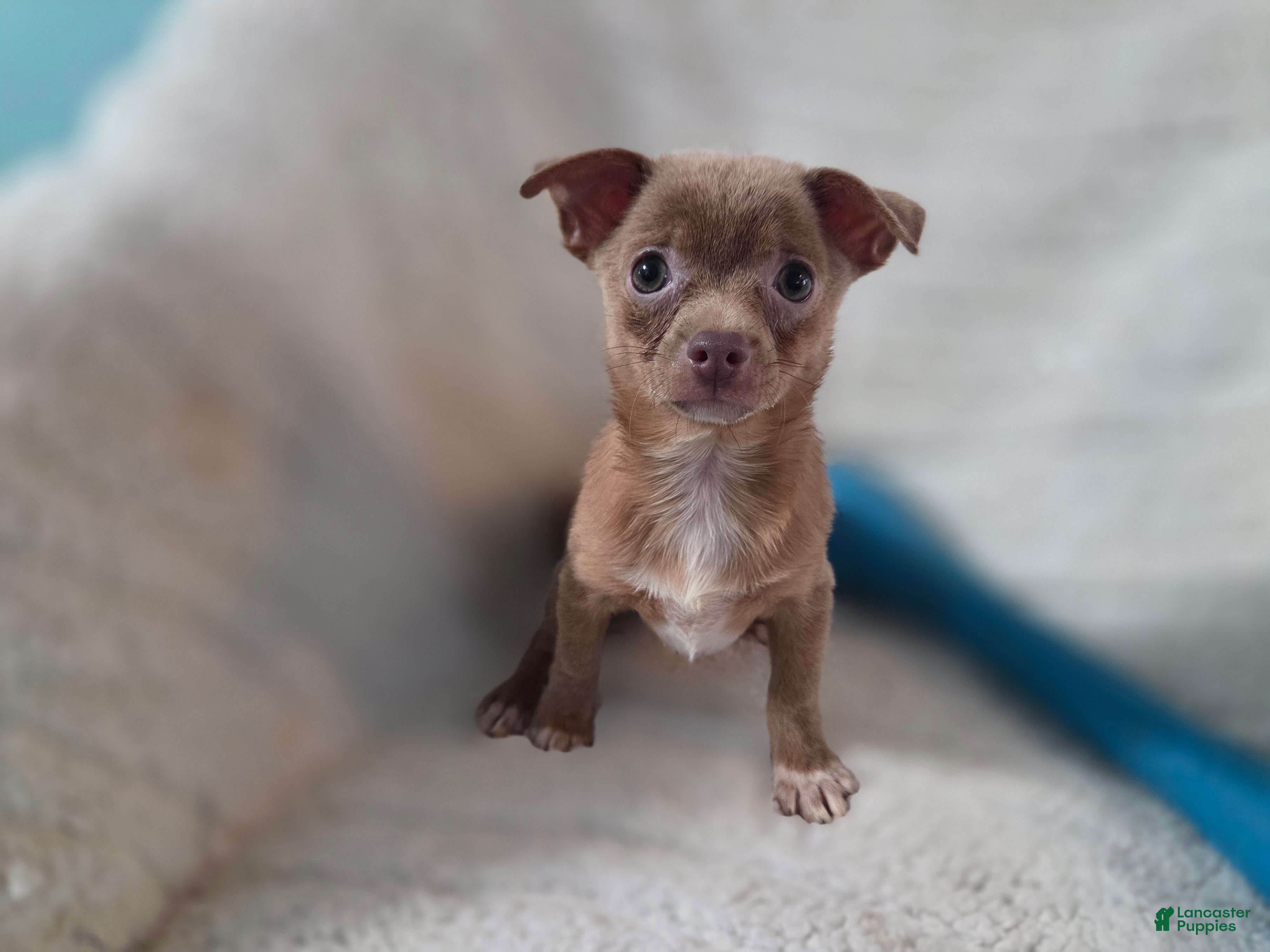 Chihuahua dogs Tim - Ad 2