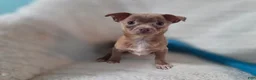 Chihuahua dogs for sale: Tim - Ad 2