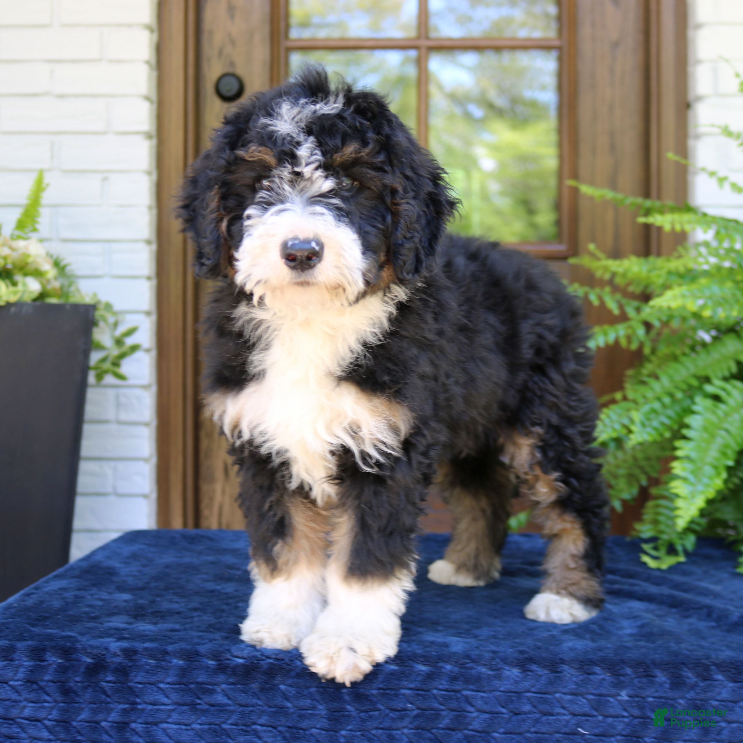 Mini Bernedoodle dogs Nemo  - Ad 2