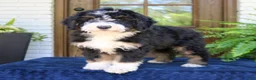 Mini Bernedoodle dogs for sale: Nemo  - Ad 2