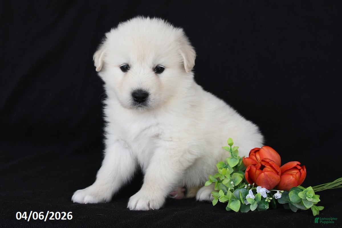 Golden Retriever dogs Rose - Ad 2