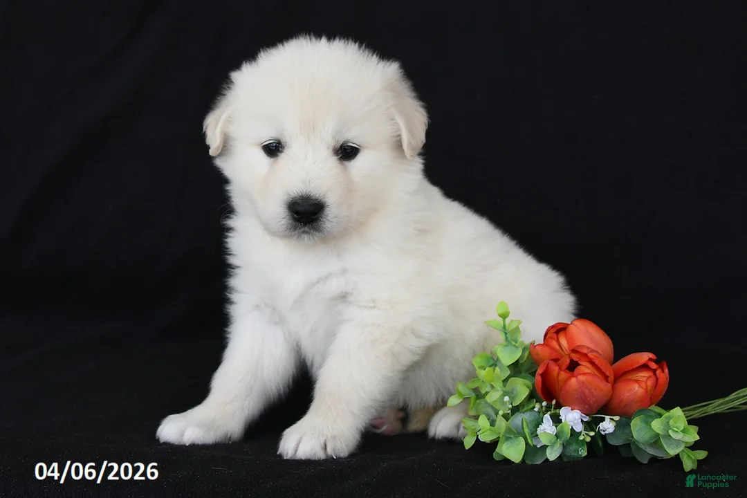 Golden Retriever dogs for sale: Rose - Ad 2