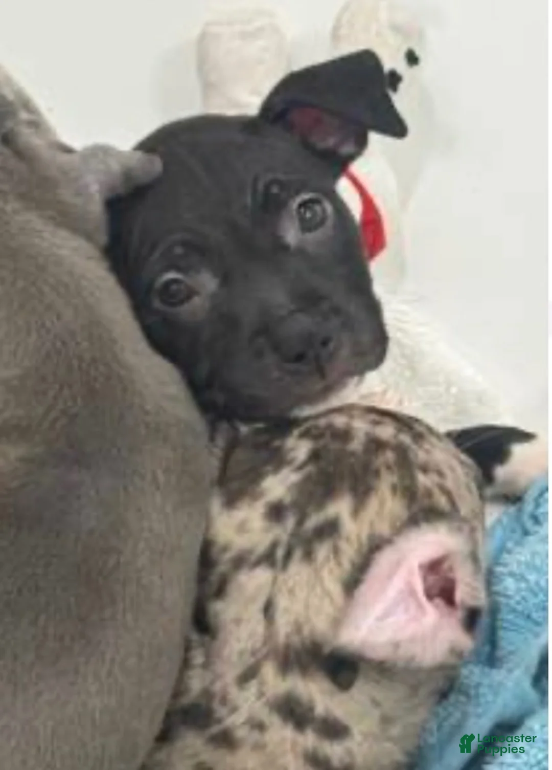 American Bully dogs for sale: Pressure - Ad 2