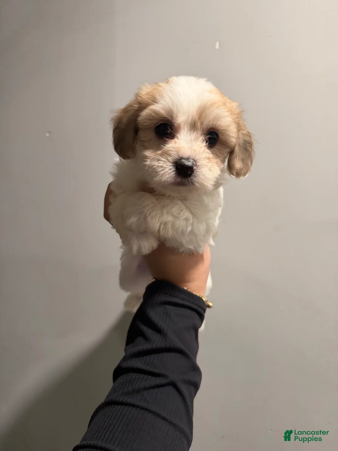 Shih Tzu dogs for sale: Vanilla - Ad 2