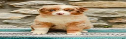 Australian Shepherd dogs for sale: Fern - Ad 2