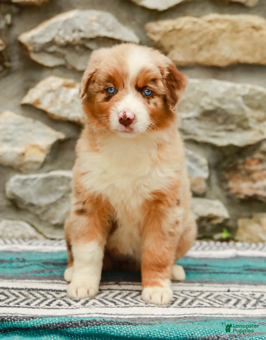 Australian Shepherd dogs for sale: Fern - Ad 2