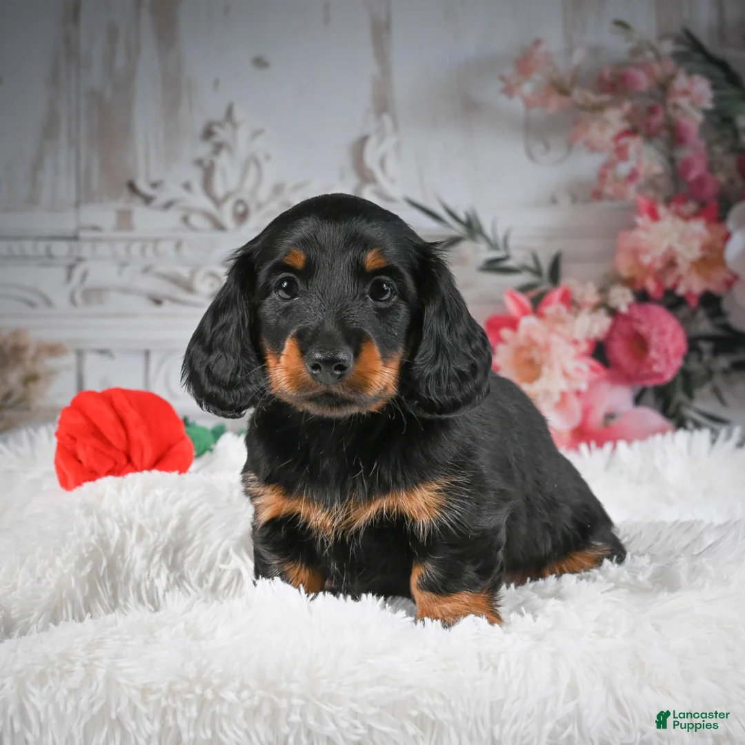 Miniature Dachshund dogs for sale: AKC-Dallas - Ad 5