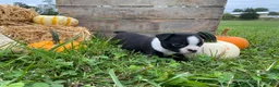 Boston Terrier dogs for sale: Milo - Ad 6