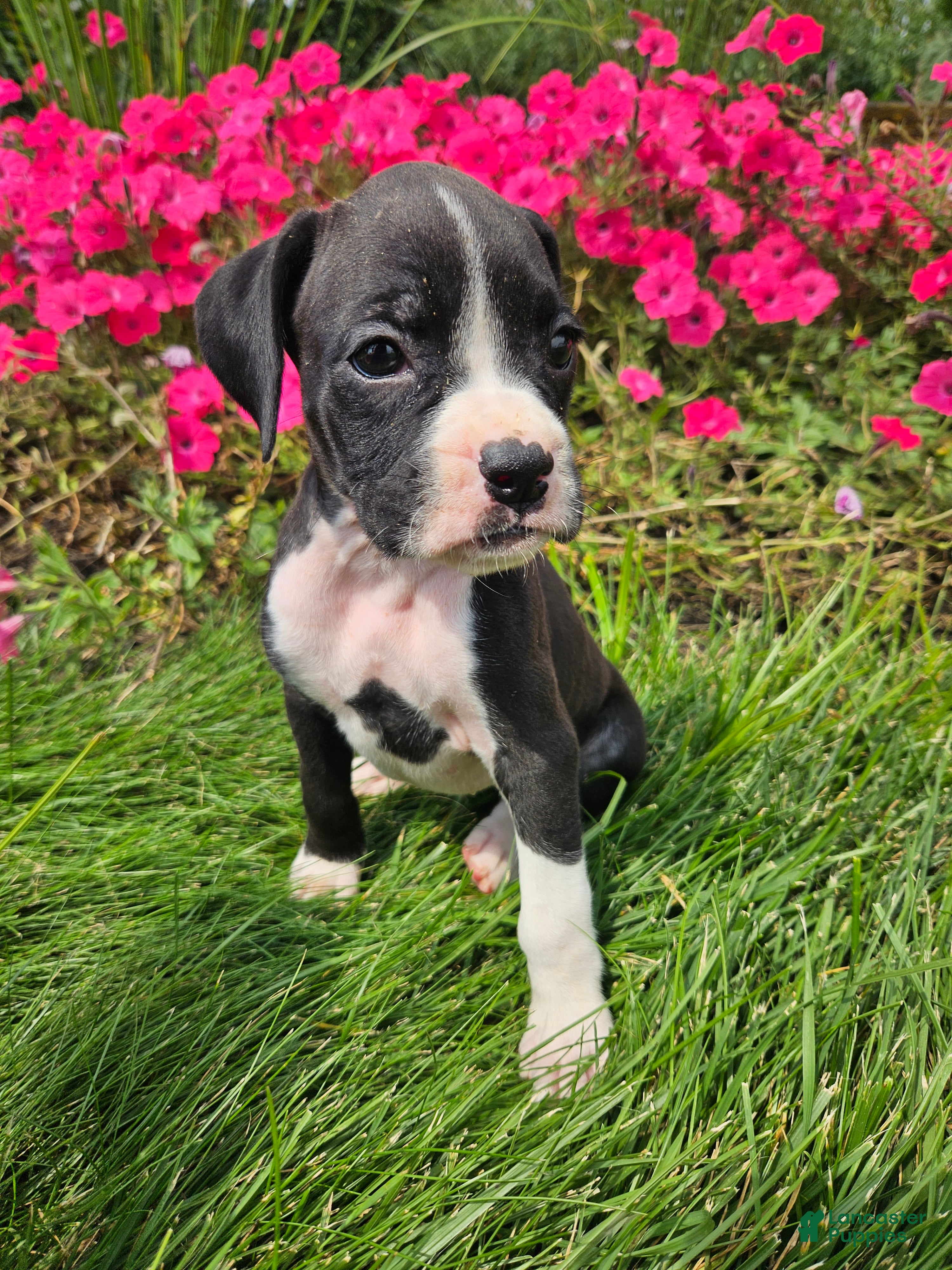 Boxer dogs Barbie - Ad 7