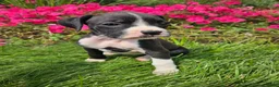 Boxer dogs for sale: Barbie - Ad 1
