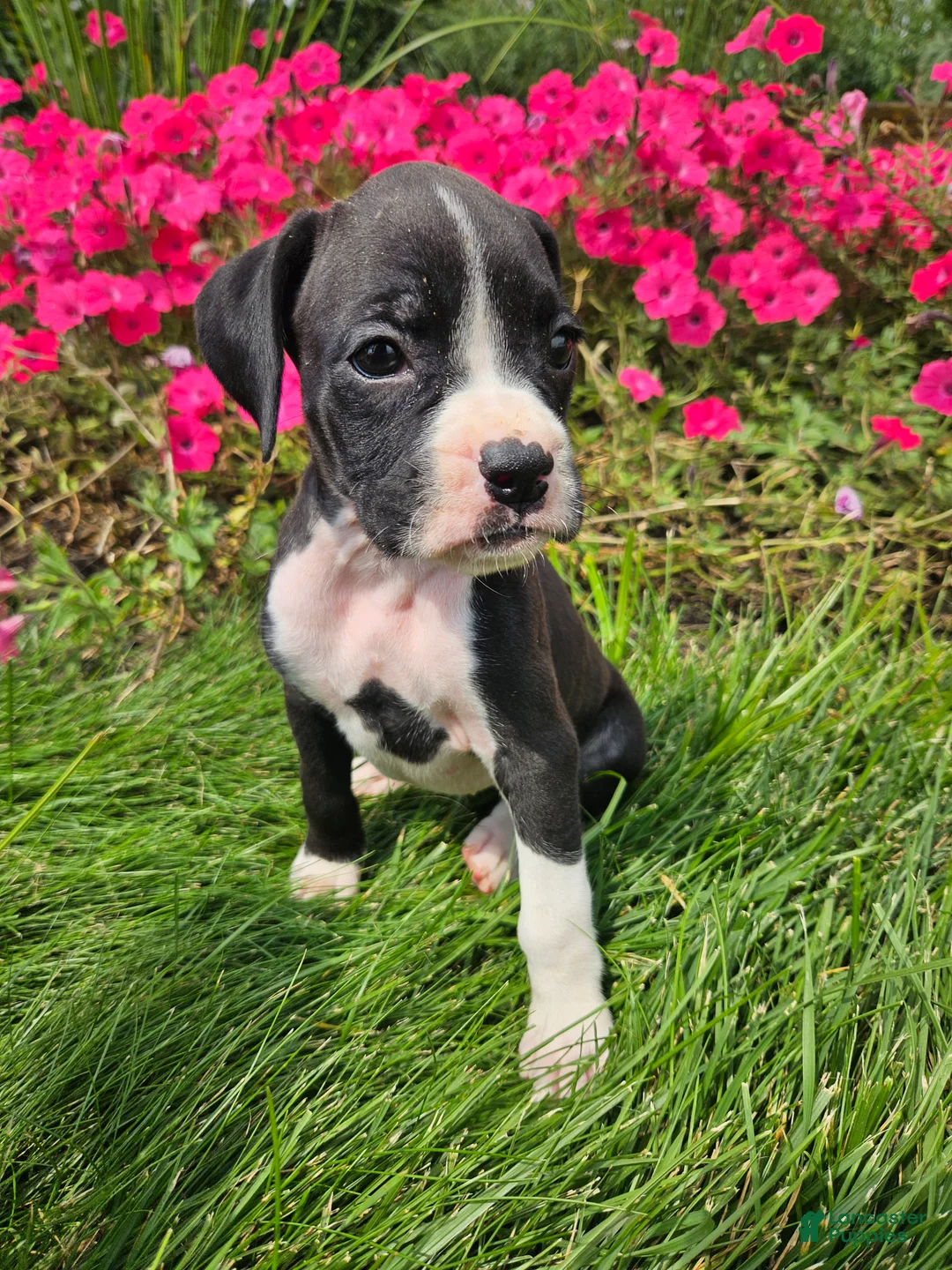 Boxer dogs for sale: Barbie - Ad 1