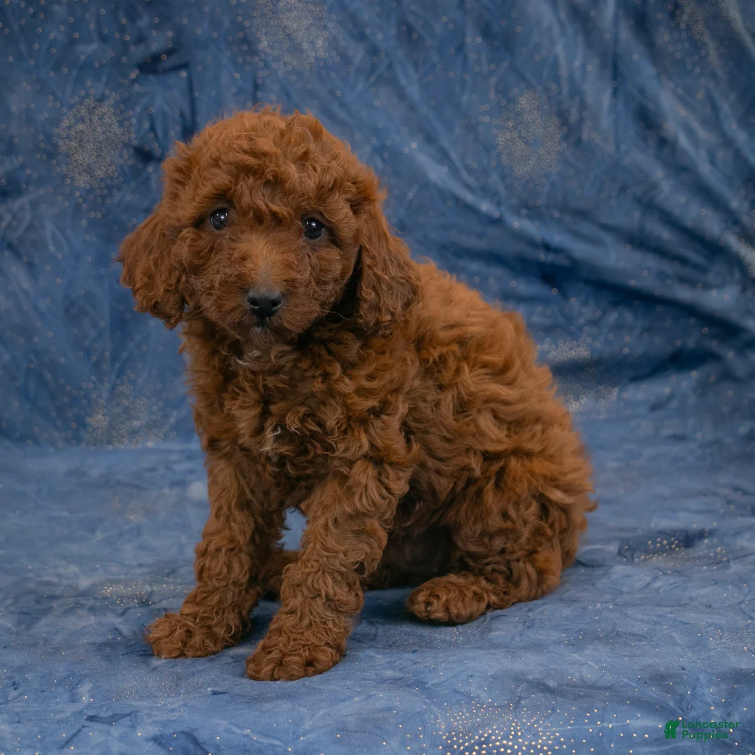 Miniature Poodle dogs for sale: Sabrina - Ad 1