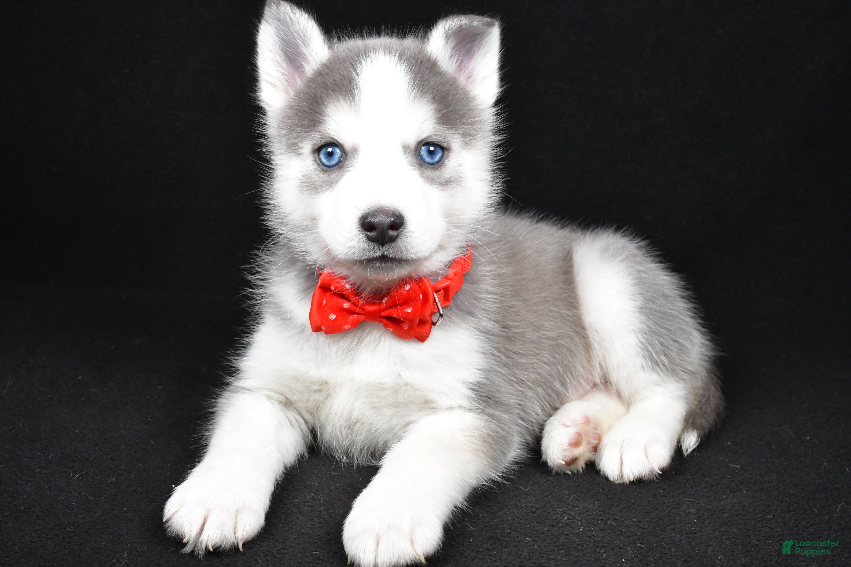 Pomsky dogs Turbo - Ad 1