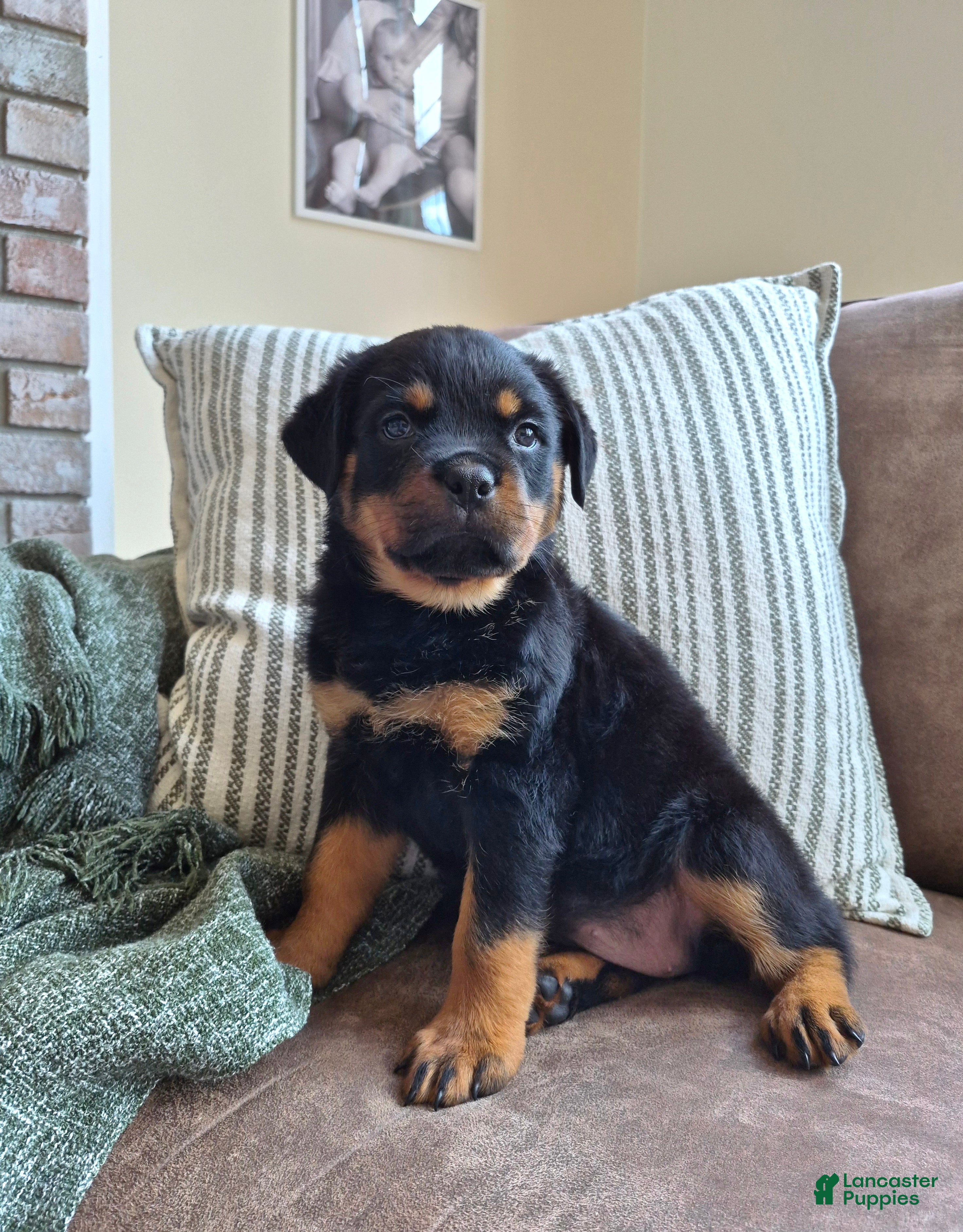 Rottweiler dogs Nova - Ad 1