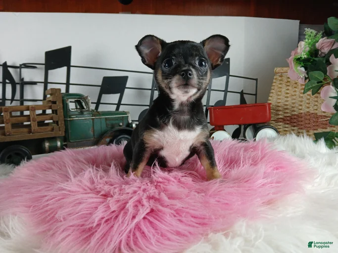 Gallery Image {{count}}