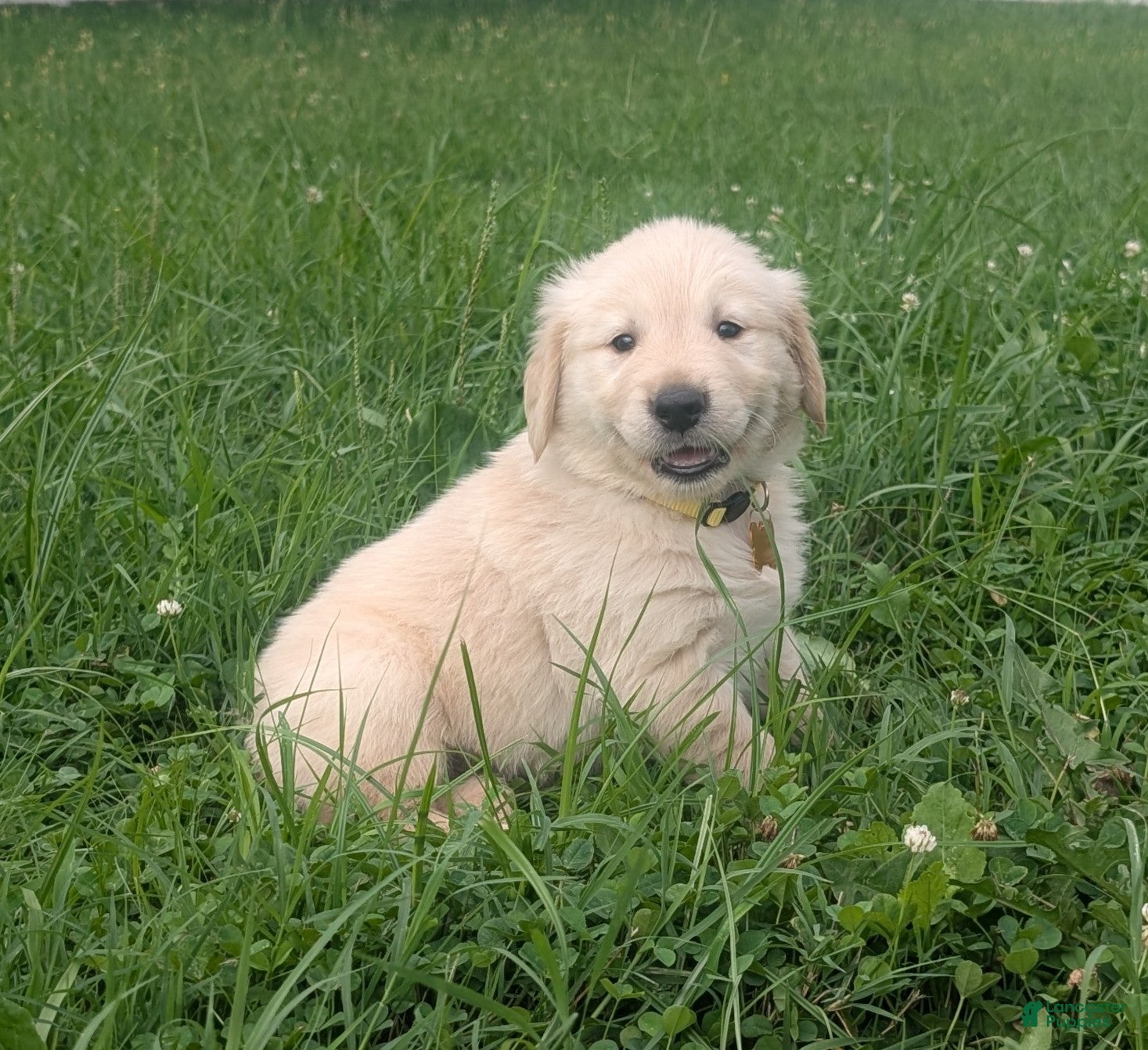 Golden Retriever dogs Charlie - Ad 1