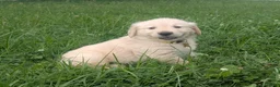 Golden Retriever dogs for sale: Charlie - Ad 1