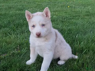 Gerberian Shepsky dogs for sale: Timber - Ad 3