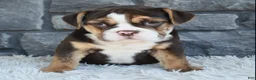 Beabull dogs for sale: Brinley - Ad 4