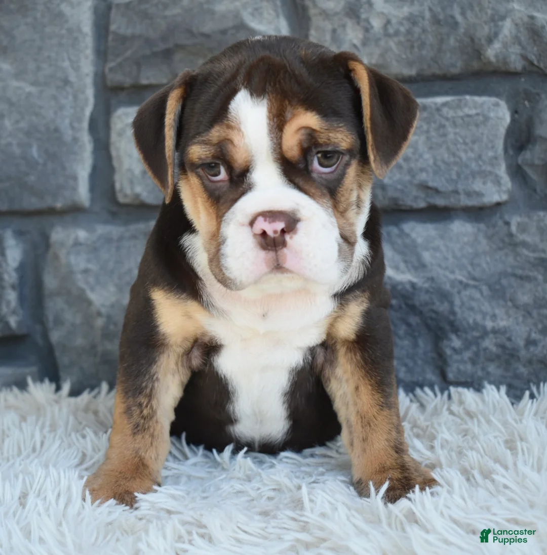 Beabull dogs for sale: Brinley - Ad 4