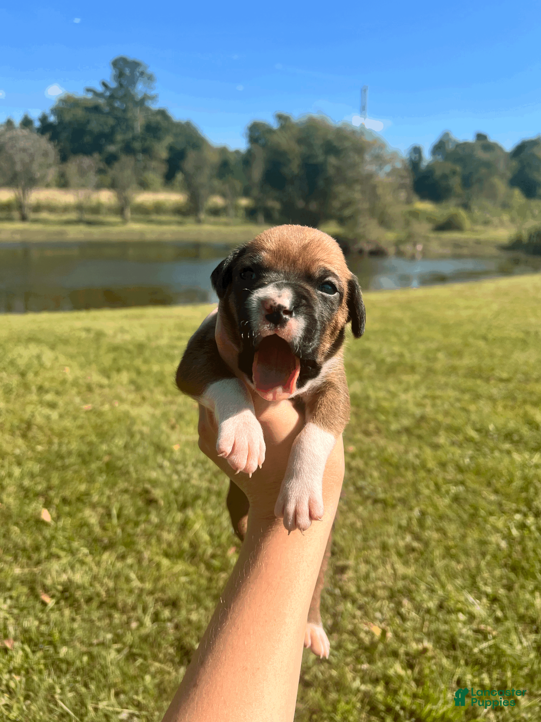 Boxer dogs for sale: AKC Boxer - Female 1 - Ad 1