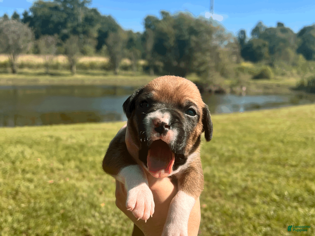 Boxer dogs AKC Boxer - Female 1 - Ad 22