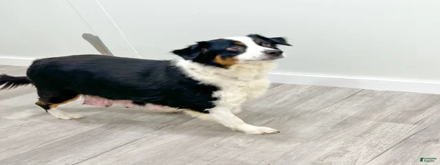 Aussie