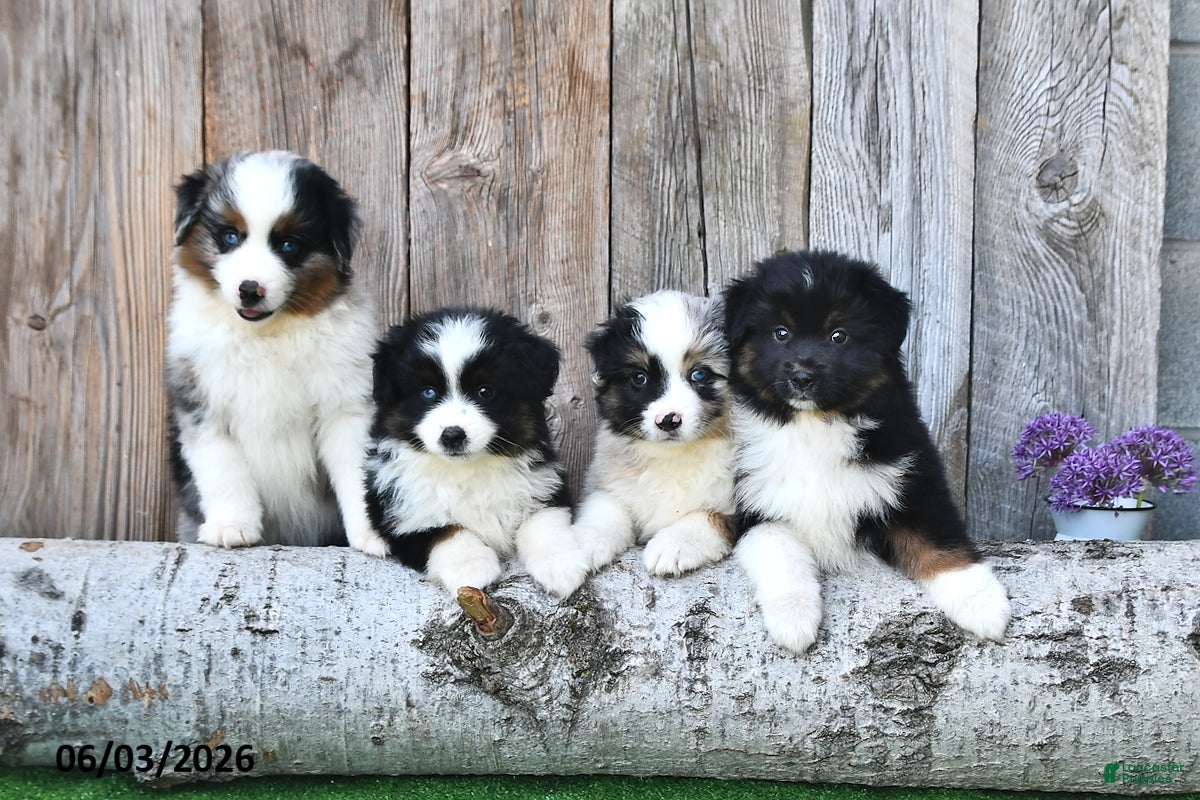 Miniature Australian Shepherd dogs for sale: Rocket - Ad 5