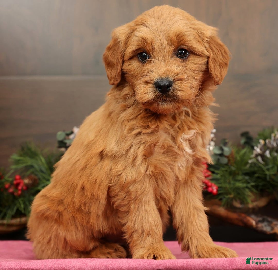 Mini Goldendoodle dogs for sale: Piper - Ad 4