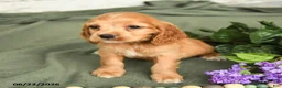 English Cocker Spaniel dogs for sale: Brock - Ad 3