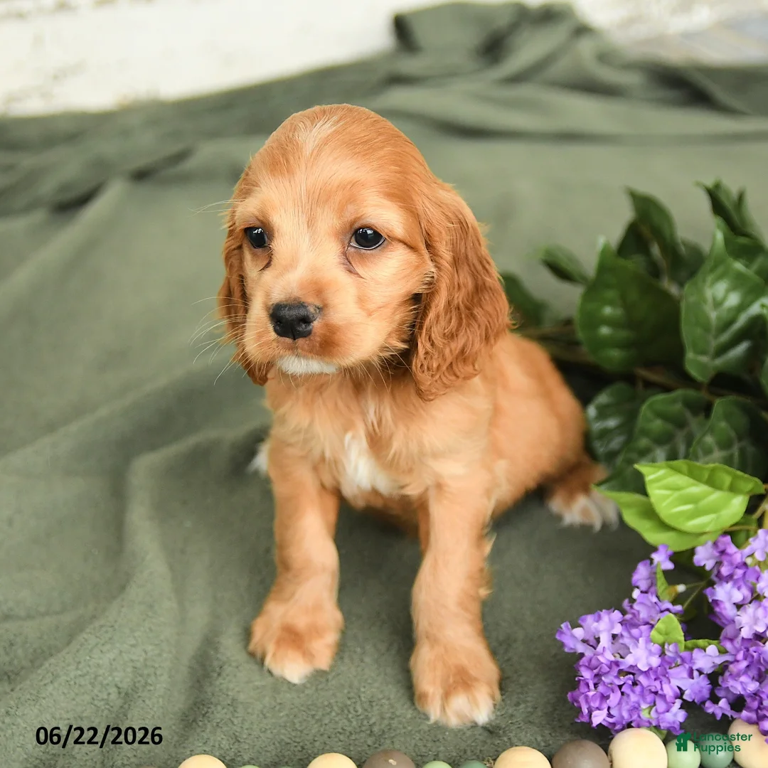 English Cocker Spaniel dogs for sale: Brock - Ad 3