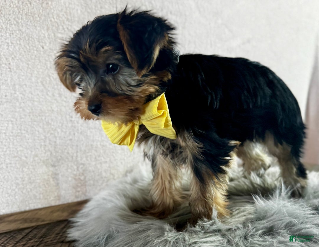 Yorkshire Terrier dogs for sale: Lance - Ad 5