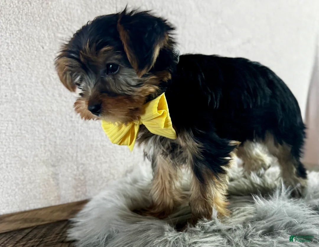 Yorkshire Terrier dogs for sale: Lance - Ad 5
