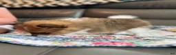 Pomeranian dogs for sale: Bella - Ad 8