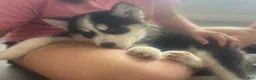 Siberian Husky dogs for sale: Willow - Ad 3