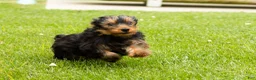 Yorkshire Terrier dogs for sale: Myran  - Ad 6