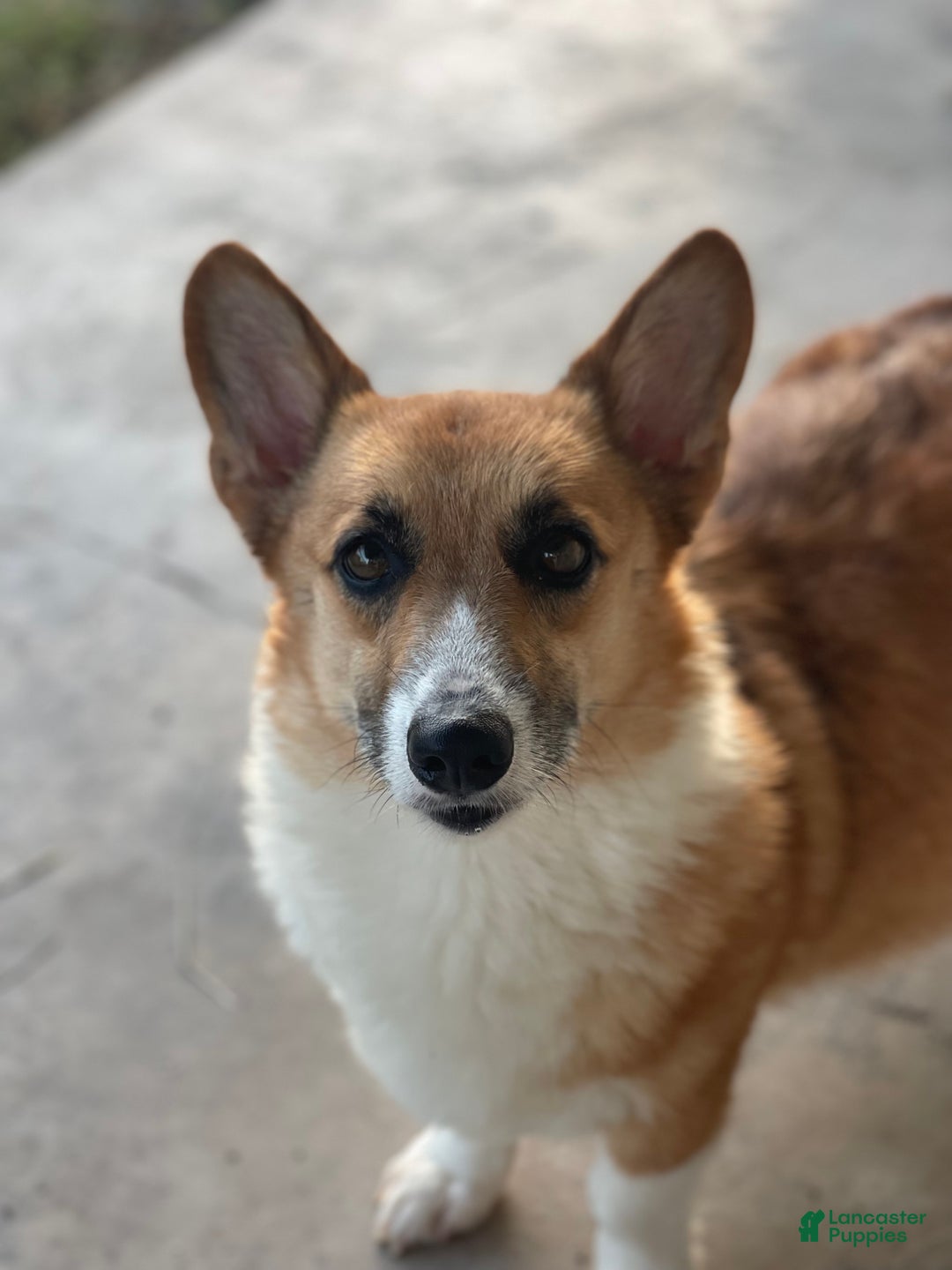 Welsh Corgi Pembroke dogs for sale: Welsh Corgi Pembroke Puppy 4 - Ad 3