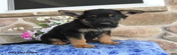 German Shepherd dogs for sale: Sebastian - Ad 5