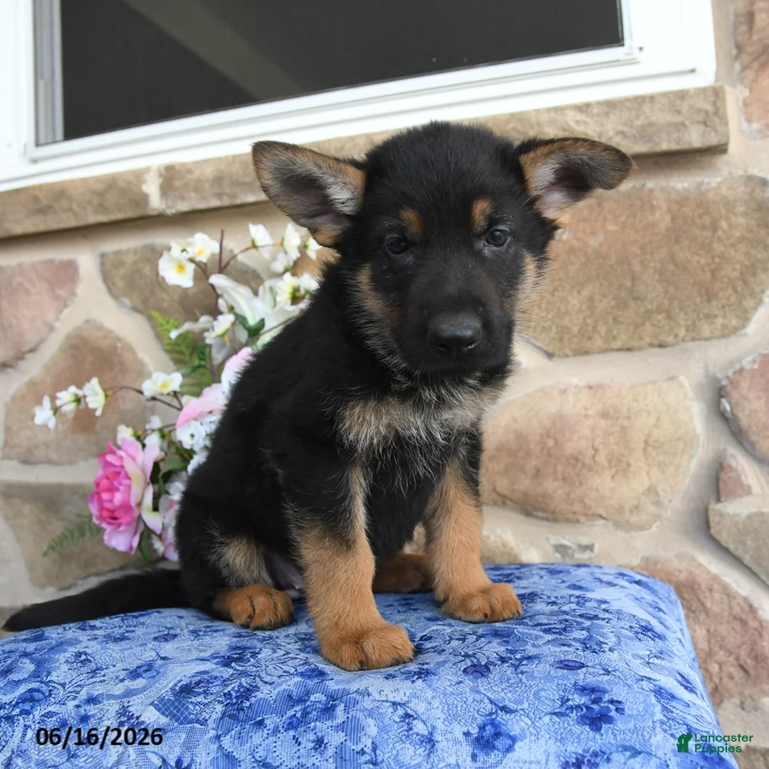 German Shepherd dogs for sale: Sebastian - Ad 5