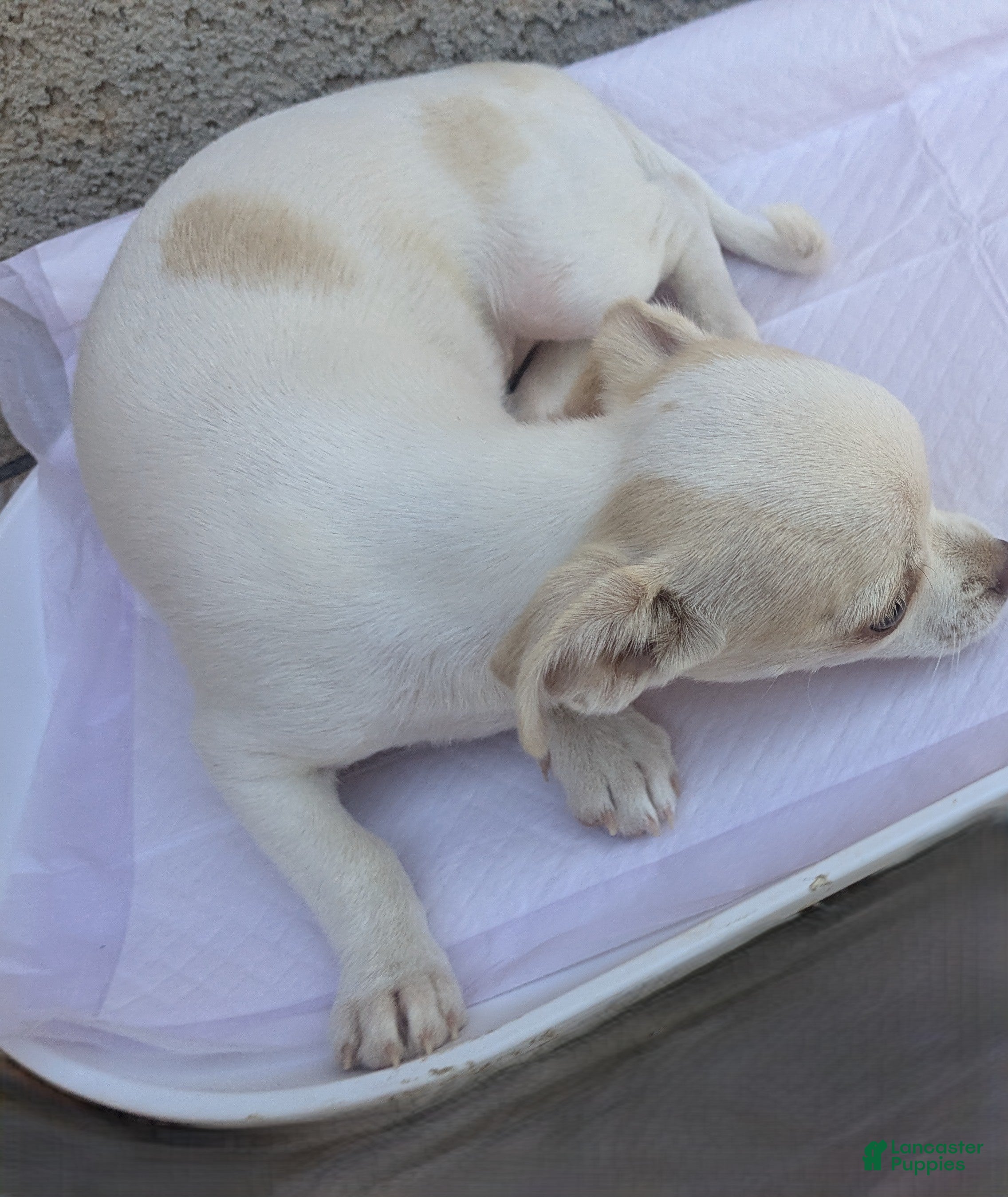 Chihuahua dogs Snow White Full AKC SC - Ad 2