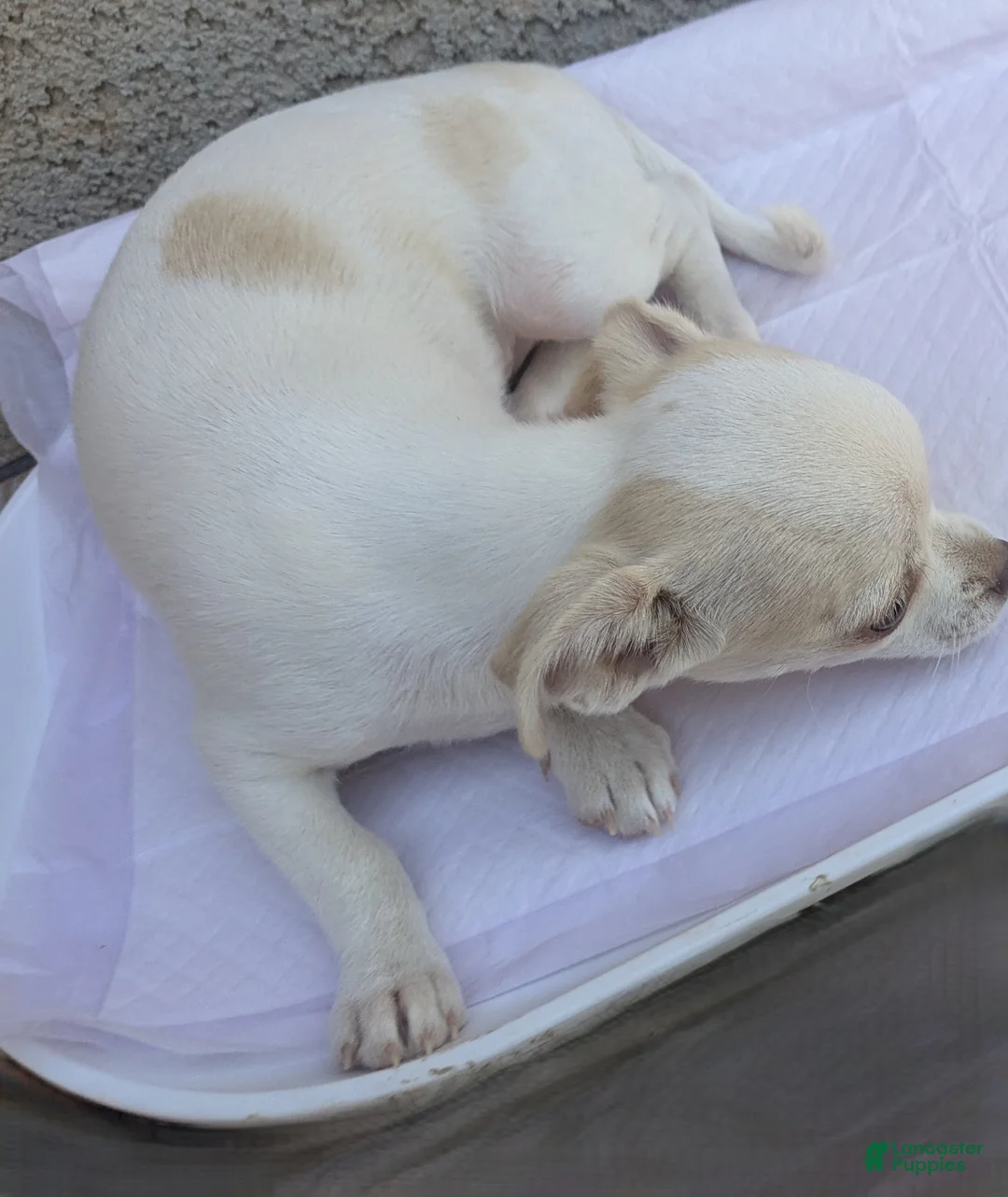 Chihuahua dogs for sale: Snow White Full AKC SC - Ad 2