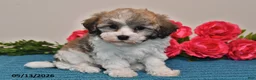 Havanese dogs for sale: Riley - Ad 2