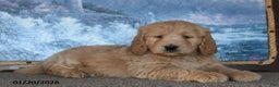 Goldendoodle dogs for sale: Peaches - Ad 2