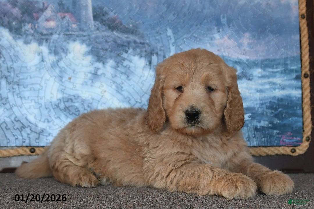 Goldendoodle dogs for sale: Peaches - Ad 2