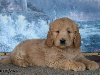 Goldendoodle dogs for sale: Peaches - Ad 4